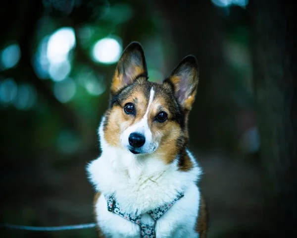 dog.webp