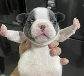 Dogs