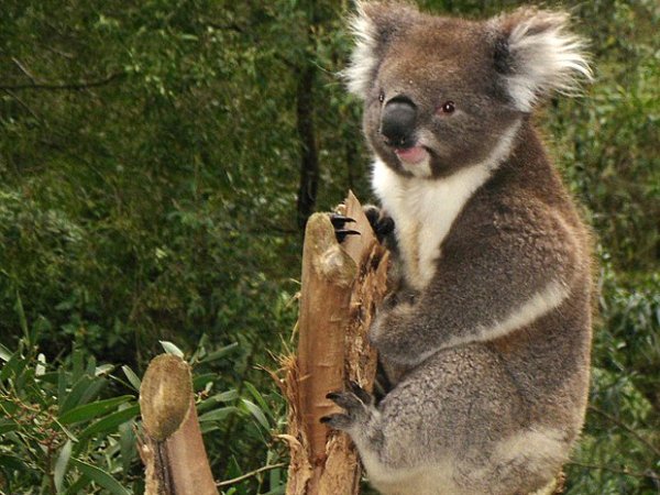 What Do You Know About Koala Animal?